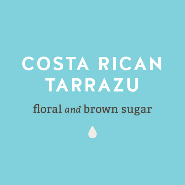 Costa Rican Tarrazu Floral and Brown Sugar Coffee - Lancaster County Coffee